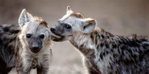 dating hyena